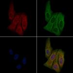 OR2H2 Antibody in Immunocytochemistry (ICC/IF)