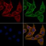 OR3A2 Antibody in Immunocytochemistry (ICC/IF)