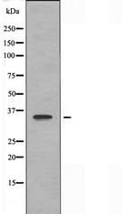 OR3A2 Antibody in Western Blot (WB)