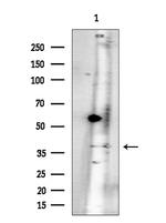 OR3A2 Antibody in Western Blot (WB)