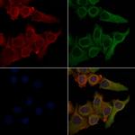 PTGIR Antibody in Immunocytochemistry (ICC/IF)