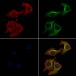 Prokineticin Receptor 1 Antibody in Immunocytochemistry (ICC/IF)