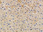 RAI3 Antibody in Immunohistochemistry (Paraffin) (IHC (P))