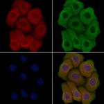 TAS2R20 Antibody in Immunocytochemistry (ICC/IF)