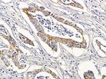 TAS2R20 Antibody in Immunohistochemistry (Paraffin) (IHC (P))