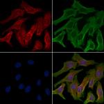 TAS2R5 Antibody in Immunocytochemistry (ICC/IF)