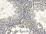 TAS2R8 Antibody in Immunohistochemistry (Paraffin) (IHC (P))