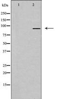 TAS1R3 Antibody in Western Blot (WB)