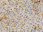 OR10G7 Antibody in Immunohistochemistry (Paraffin) (IHC (P))