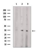 OR10G7 Antibody in Western Blot (WB)