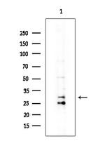 OR12D3 Antibody in Western Blot (WB)