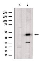 OXER1 Antibody in Western Blot (WB)