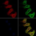 Olfr417 Antibody in Immunocytochemistry (ICC/IF)