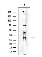 Olfr417 Antibody in Western Blot (WB)