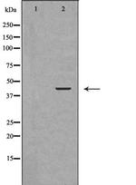 BVES Antibody in Western Blot (WB)