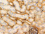 CHOP Antibody in Immunohistochemistry (Paraffin) (IHC (P))