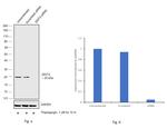 CHOP Antibody