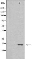 CHOP Antibody in Western Blot (WB)