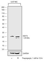 CHOP Antibody in Western Blot (WB)