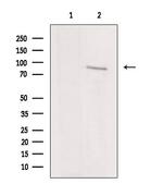 IKK epsilon Antibody in Western Blot (WB)