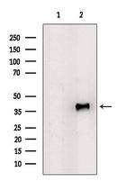 POLR1C Antibody in Western Blot (WB)