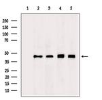 ENO1 Antibody in Western Blot (WB)