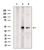 ENO1 Antibody in Western Blot (WB)