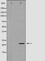 NTF4 Antibody in Western Blot (WB)