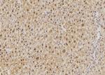 PP1 beta Antibody in Immunohistochemistry (Paraffin) (IHC (P))