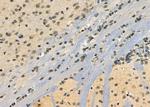 PP1 beta Antibody in Immunohistochemistry (Paraffin) (IHC (P))