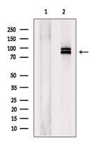 MAGED1 Antibody in Western Blot (WB)