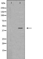 CYR61 Antibody in Western Blot (WB)