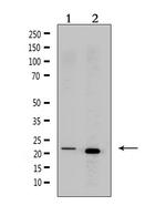 CRF Antibody in Western Blot (WB)