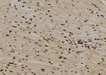 MAD1 Antibody in Immunohistochemistry (Paraffin) (IHC (P))