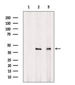 TPM1 Antibody in Western Blot (WB)