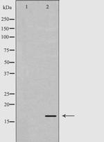 Calmodulin 1/2/3 Antibody in Western Blot (WB)