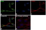 RHEB Antibody in Immunocytochemistry (ICC/IF)