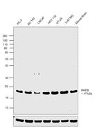 RHEB Antibody in Western Blot (WB)