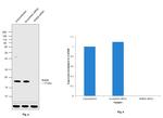 RHEB Antibody in Western Blot (WB)