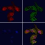 SCRN2 Antibody in Immunocytochemistry (ICC/IF)