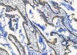 SCRN2 Antibody in Immunohistochemistry (Paraffin) (IHC (P))