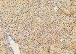 SCRN2 Antibody in Immunohistochemistry (Paraffin) (IHC (P))