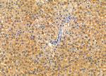 SCRN2 Antibody in Immunohistochemistry (Paraffin) (IHC (P))