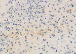 ITPA Antibody in Immunohistochemistry (Paraffin) (IHC (P))