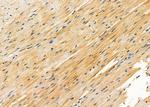 ITPA Antibody in Immunohistochemistry (Paraffin) (IHC (P))