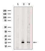 PLA2G2A Antibody in Western Blot (WB)