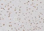 PSMA3 Antibody in Immunohistochemistry (Paraffin) (IHC (P))