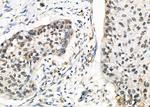 PSMA3 Antibody in Immunohistochemistry (Paraffin) (IHC (P))