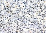 PSMA3 Antibody in Immunohistochemistry (Paraffin) (IHC (P))