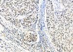 PSMA3 Antibody in Immunohistochemistry (Paraffin) (IHC (P))